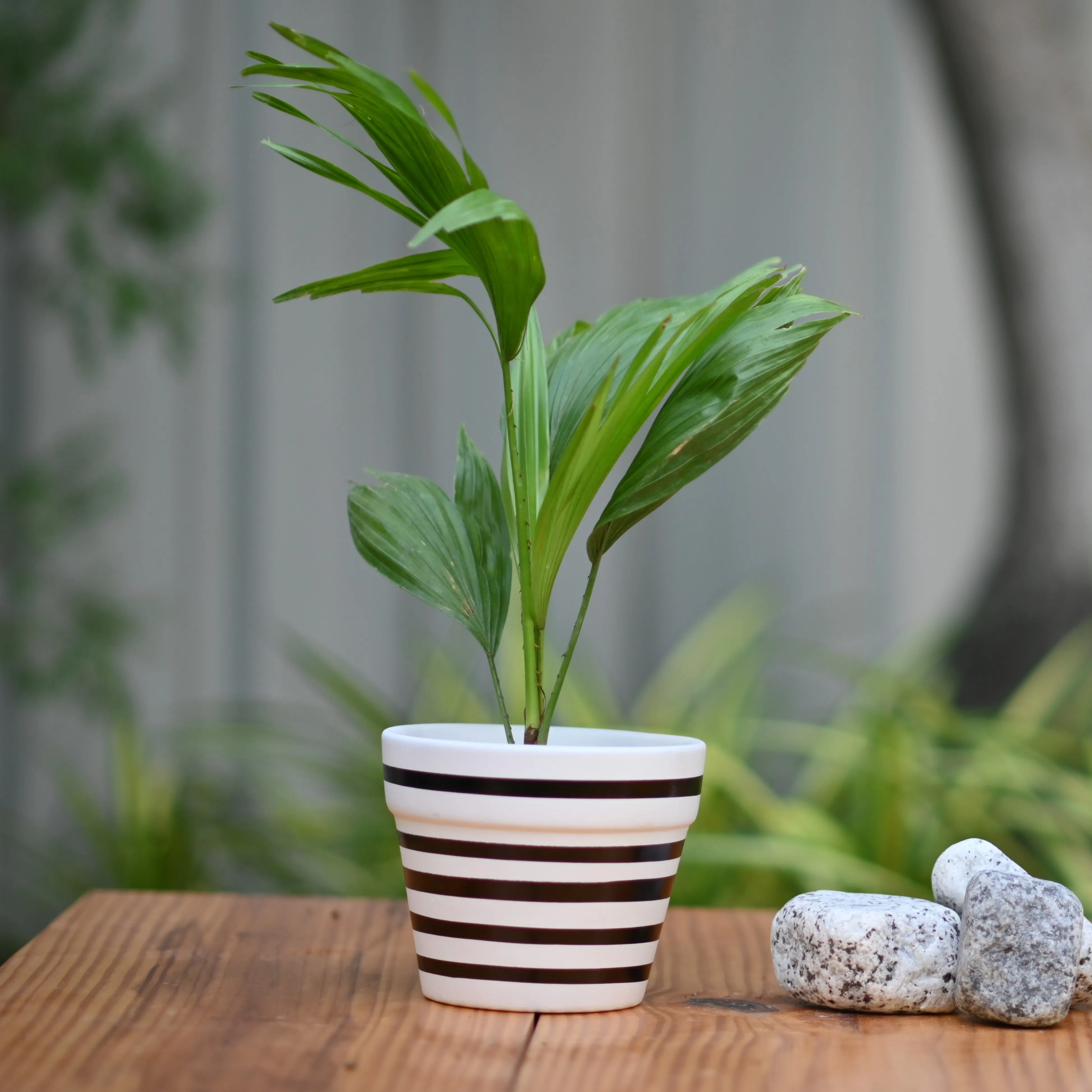 Ceramic Classic Band Pot/Planters