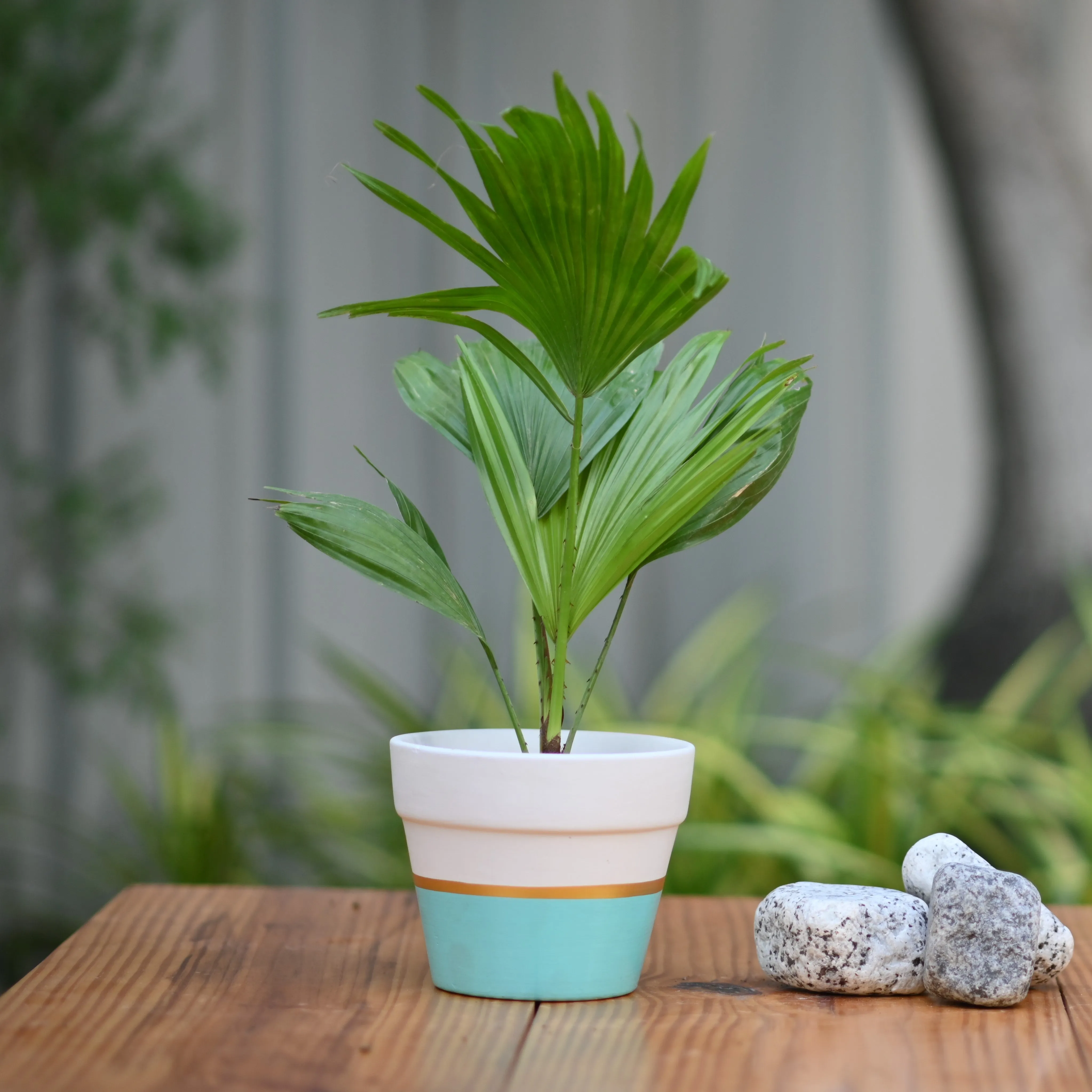 Ceramic Classic Band Pot/Planters