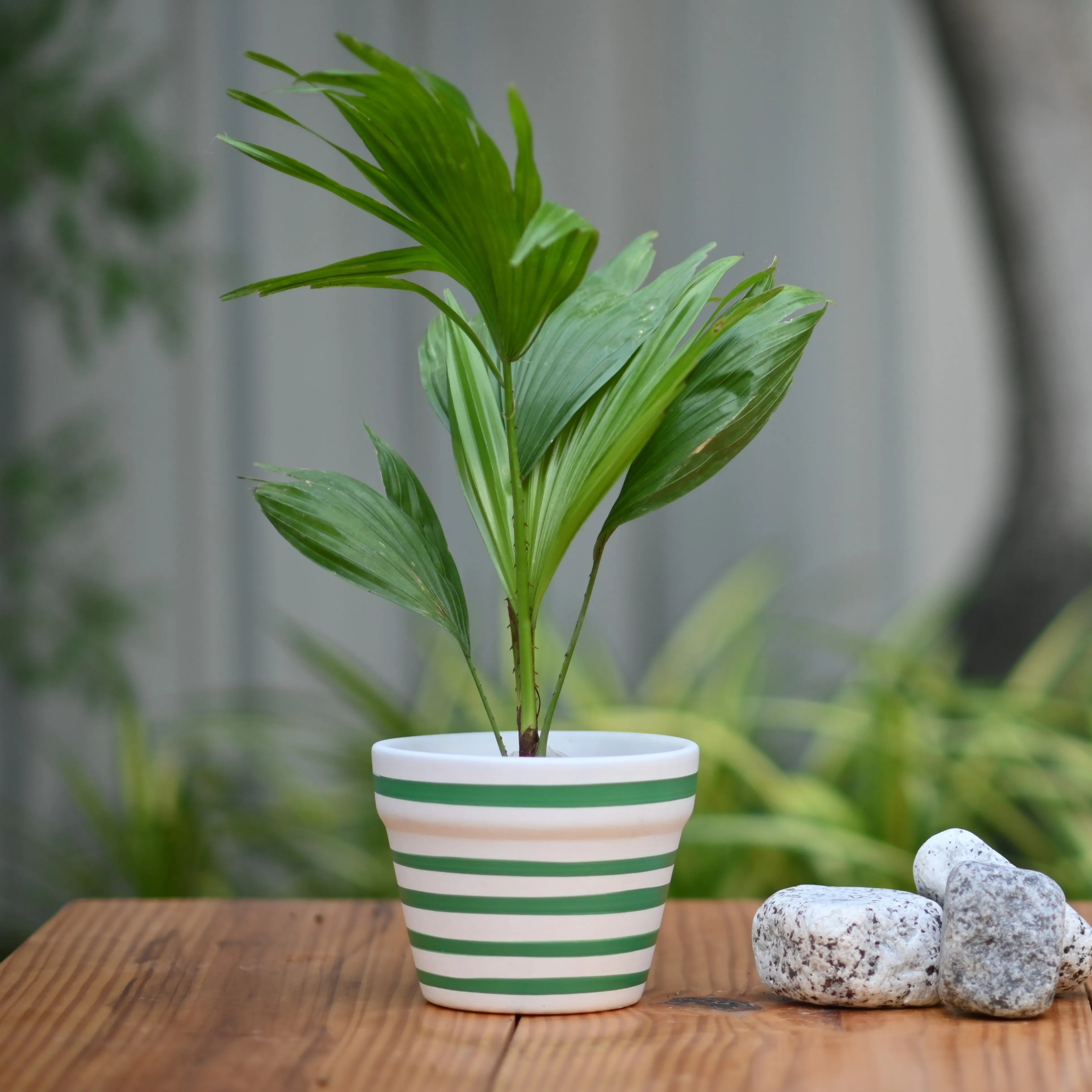 Ceramic Classic Band Pot/Planters