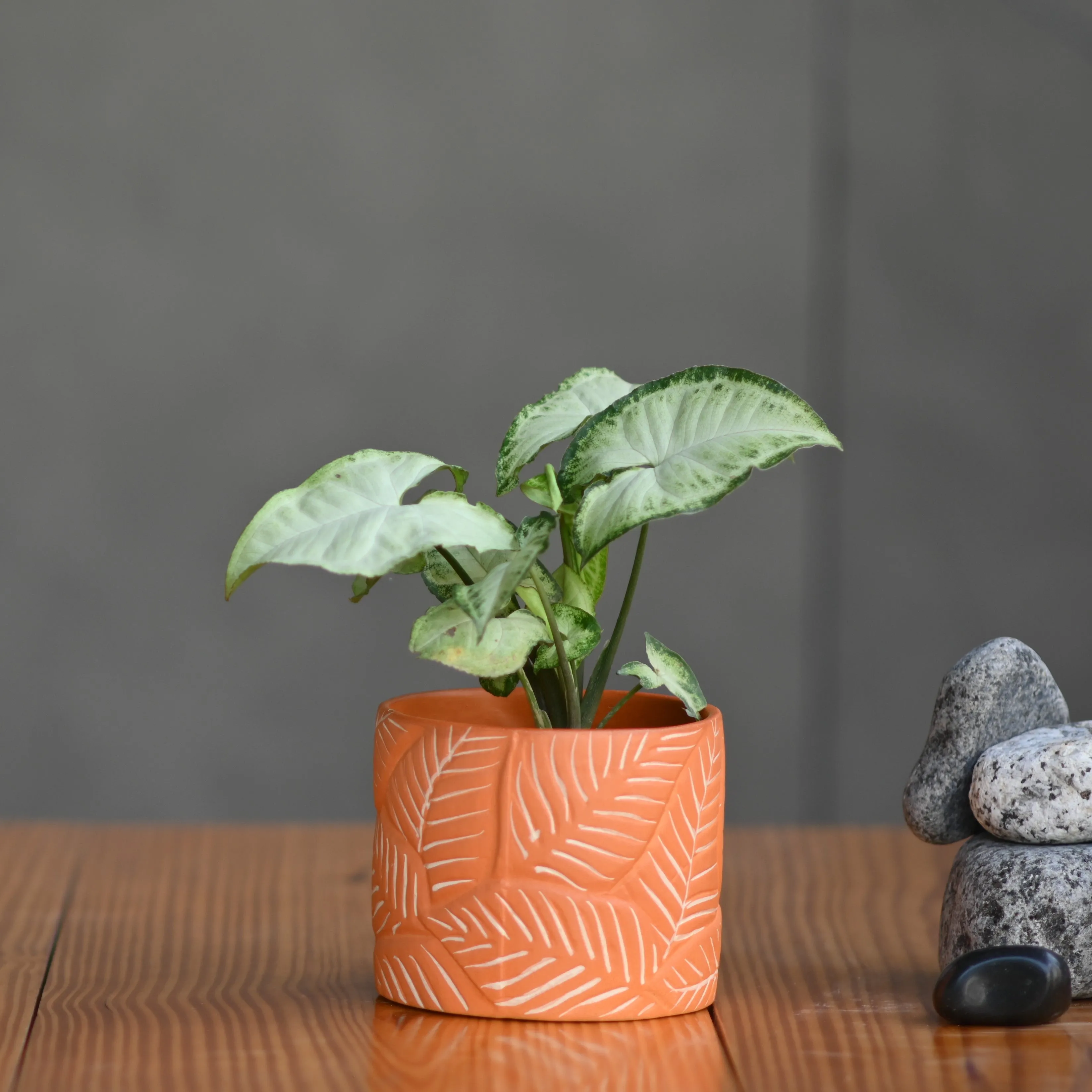 Ceramic Cylender Pot 3D Fern Leaf