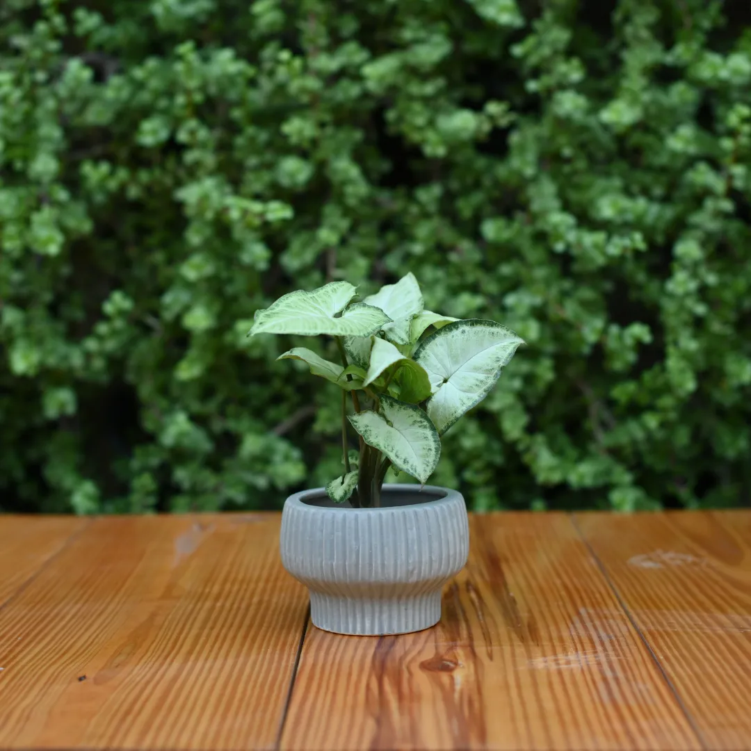 Ceramic Fruit Bowl Pot For Plants