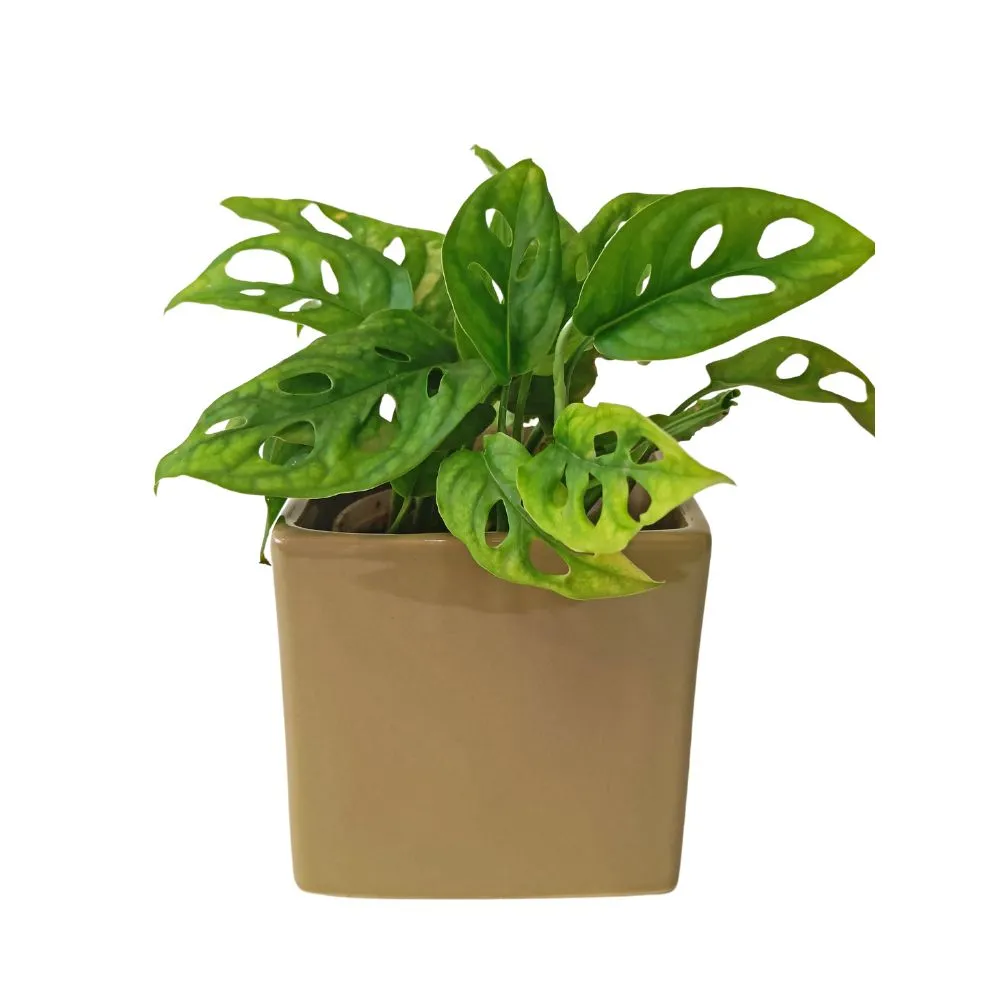 Ceramic Planter - Olive Green