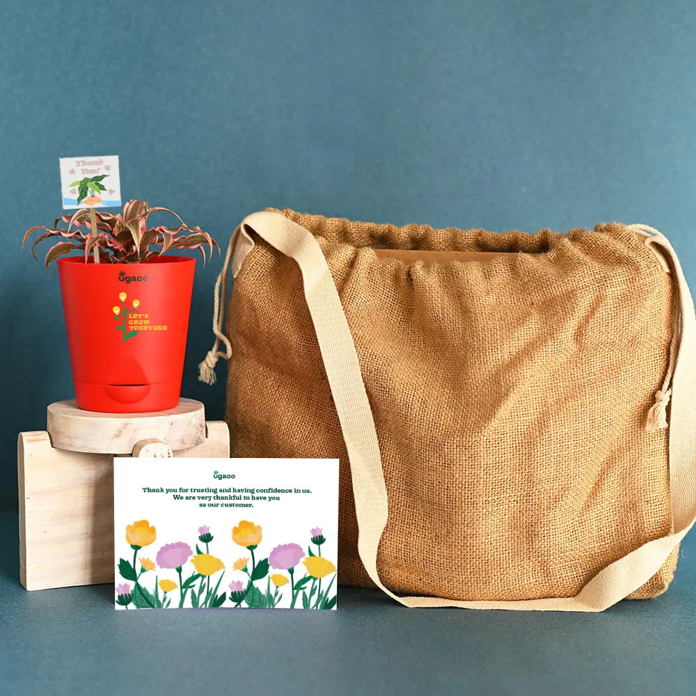 Earth Star Plant and Eco Goodies Bag