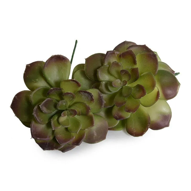 Echeveria Succulent - Green-brown