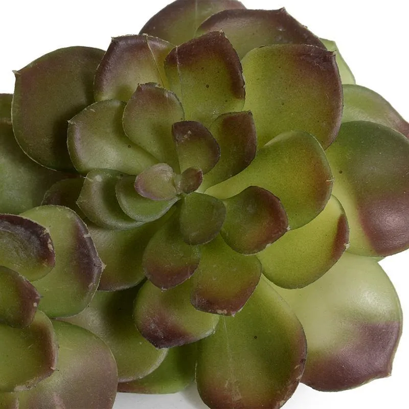 Echeveria Succulent - Green-brown