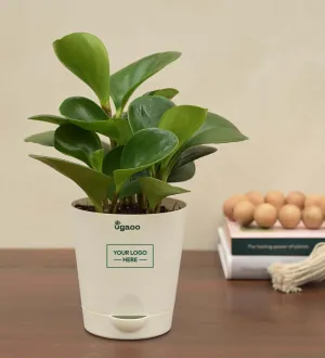 Peperomia Green Plant Gift Hamper